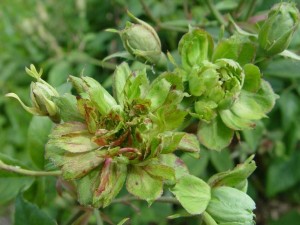 VIRIDIFLORA (shrub)